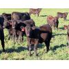 Image 6 : Rood Cattle Co. - 575# Heifer Calves - 105 Head (Harptree, SK)