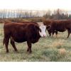 Image 5 : Diamond J Cattle Co. Inc. - 750# Steers - 82 Head (Makwa, SK)