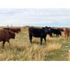 Image 5 : Diamond J Cattle Co. Inc. - 750# Heifers - 82 Head (Makwa, SK)