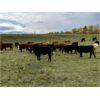 Image 2 : Bar 3 Ranches - 800# Heifers - 77 Head (Stettler, AB)