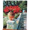 Image 1 : Howard Behrens "VILLA CIMBRONE"