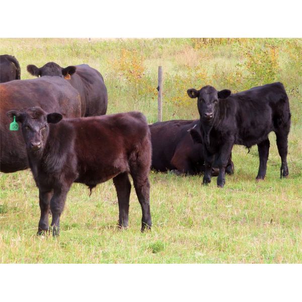 Pursuit Land & Cattle Co. - 600# Steer Calves - 50 Head (Cupar, SK)