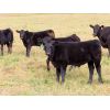 Image 2 : Pursuit Land & Cattle Co. - 600# Steer Calves - 50 Head (Cupar, SK)