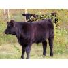 Image 3 : Pursuit Land & Cattle Co. - 600# Steer Calves - 50 Head (Cupar, SK)