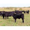 Image 4 : Pursuit Land & Cattle Co. - 600# Steer Calves - 50 Head (Cupar, SK)