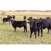 Image 5 : Pursuit Land & Cattle Co. - 600# Steer Calves - 50 Head (Cupar, SK)
