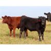 Image 6 : Pursuit Land & Cattle Co. - 600# Steer Calves - 50 Head (Cupar, SK)