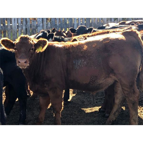 G Bar V Land & Cattle - 725# Steer Calves - 60 Head (Meskanaw, SK)