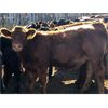 Image 1 : G Bar V Land & Cattle - 725# Steer Calves - 60 Head (Meskanaw, SK)