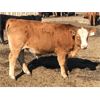 Image 2 : G Bar V Land & Cattle - 725# Steer Calves - 60 Head (Meskanaw, SK)