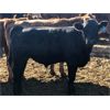 Image 3 : G Bar V Land & Cattle - 725# Steer Calves - 60 Head (Meskanaw, SK)