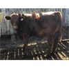 Image 4 : G Bar V Land & Cattle - 725# Steer Calves - 60 Head (Meskanaw, SK)