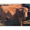 Image 6 : G Bar V Land & Cattle - 725# Steer Calves - 60 Head (Meskanaw, SK)