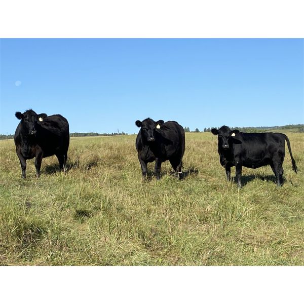 Mark Bedry - 1050# Black Angus/Maine X Bred Heifers - 27 Head (Cochrane, AB)