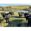 Image 3 : Mark Bedry - 1050# Black Angus/Maine X Bred Heifers - 27 Head (Cochrane, AB)