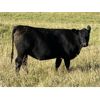 Image 5 : Mark Bedry - 1050# Black Angus/Maine X Bred Heifers - 27 Head (Cochrane, AB)