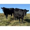 Image 6 : Mark Bedry - 1050# Black Angus/Maine X Bred Heifers - 27 Head (Cochrane, AB)