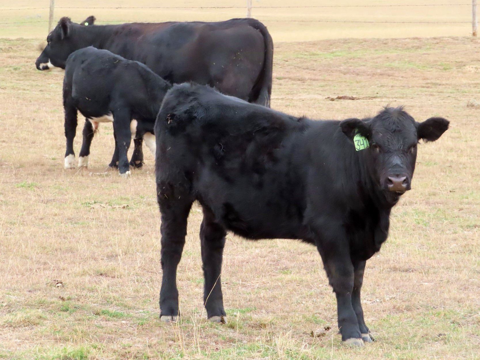 Okraincee Land & Cattle Co. 575 Heifer Calves 55 Head (Glentworth