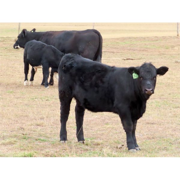 Okraincee Land & Cattle Co. - 575# Heifer Calves - 55 Head (Glentworth, SK)