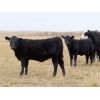 Image 2 : Okraincee Land & Cattle Co. - 575# Heifer Calves - 55 Head (Glentworth, SK)