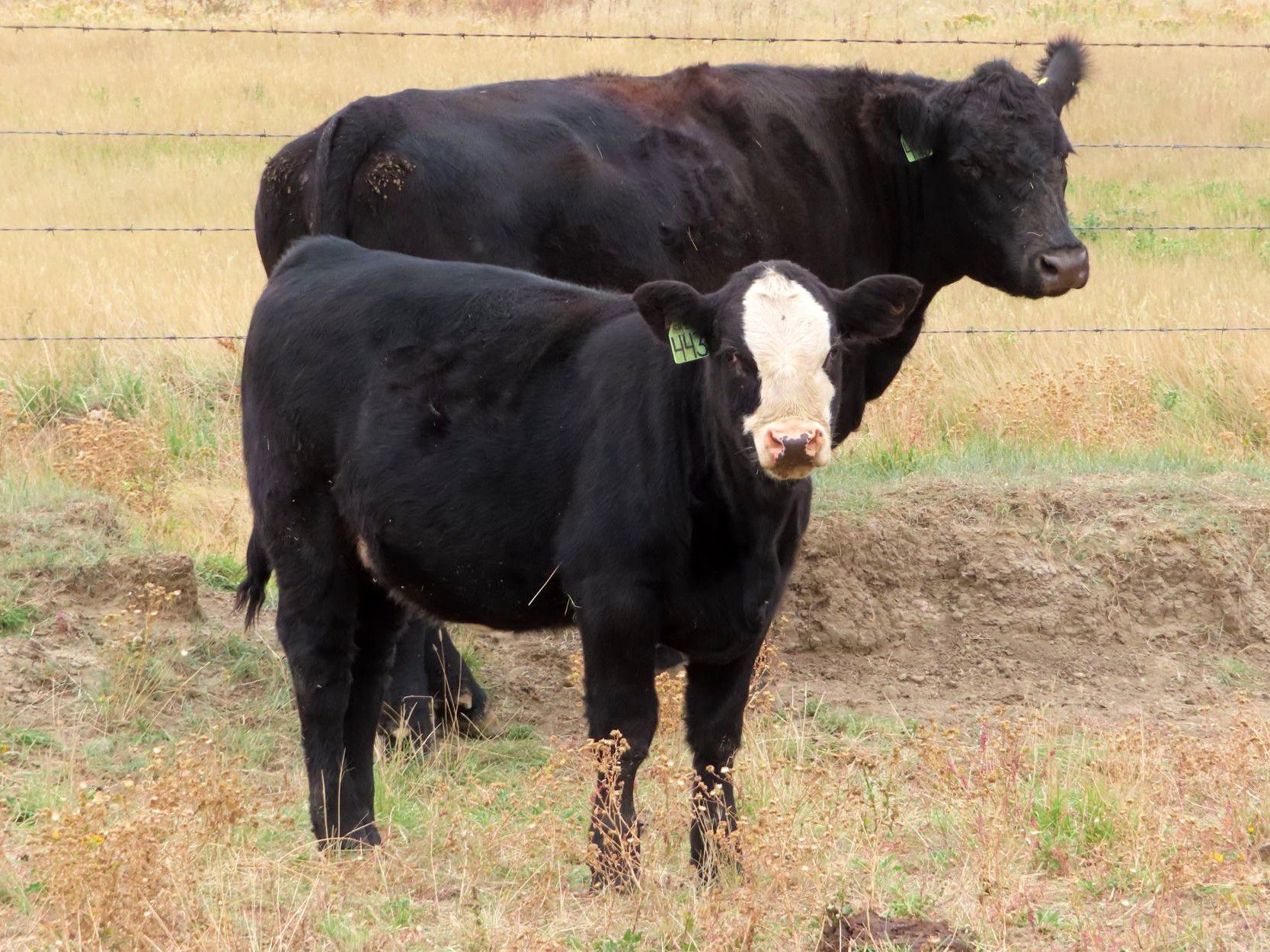 Okraincee Land & Cattle Co. 575 Heifer Calves 55 Head (Glentworth