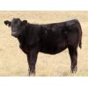 Image 7 : Okraincee Land & Cattle Co. - 575# Heifer Calves - 55 Head (Glentworth, SK)