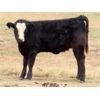 Image 8 : Okraincee Land & Cattle Co. - 575# Heifer Calves - 55 Head (Glentworth, SK)