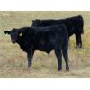 Image 1 : Vredegoor Ranch - 480# Steer Calves - 220 Head (Handhills, AB)