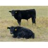 Image 2 : Vredegoor Ranch - 480# Steer Calves - 220 Head (Handhills, AB)