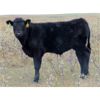 Image 4 : Vredegoor Ranch - 480# Steer Calves - 220 Head (Handhills, AB)