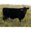 Image 5 : Vredegoor Ranch - 480# Steer Calves - 220 Head (Handhills, AB)
