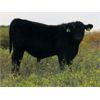 Image 6 : Vredegoor Ranch - 480# Steer Calves - 220 Head (Handhills, AB)