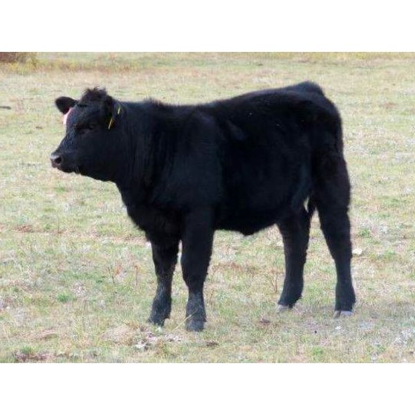 Vredegoor Ranch - 420# Heifer Calves - 110 Head (Handhills, AB)