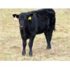 Image 5 : Vredegoor Ranch - 420# Heifer Calves - 110 Head (Handhills, AB)