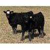 Image 1 : Stadnyk Farms - 775# Steer Calves - 80 Head (Bruno, SK)