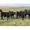 Image 3 : Stadnyk Farms - 775# Steer Calves - 80 Head (Bruno, SK)