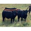Image 4 : Stadnyk Farms - 775# Steer Calves - 80 Head (Bruno, SK)