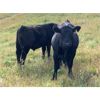 Image 6 : Stadnyk Farms - 775# Steer Calves - 80 Head (Bruno, SK)