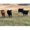 Image 7 : Stadnyk Farms - 775# Steer Calves - 80 Head (Bruno, SK)