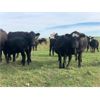 Image 8 : Stadnyk Farms - 775# Steer Calves - 80 Head (Bruno, SK)