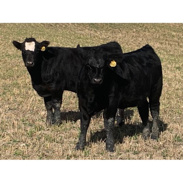 Stadnyk Farms - 675# Steer Calves - 90 Head (Bruno, SK)