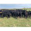 Image 2 : Stadnyk Farms - 675# Steer Calves - 90 Head (Bruno, SK)