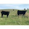 Image 5 : Stadnyk Farms - 675# Steer Calves - 90 Head (Bruno, SK)