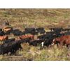 Image 3 : Blue Goose Cattle Co. - 525# Steer Calves - 115 Head (Ashcroft, BC)