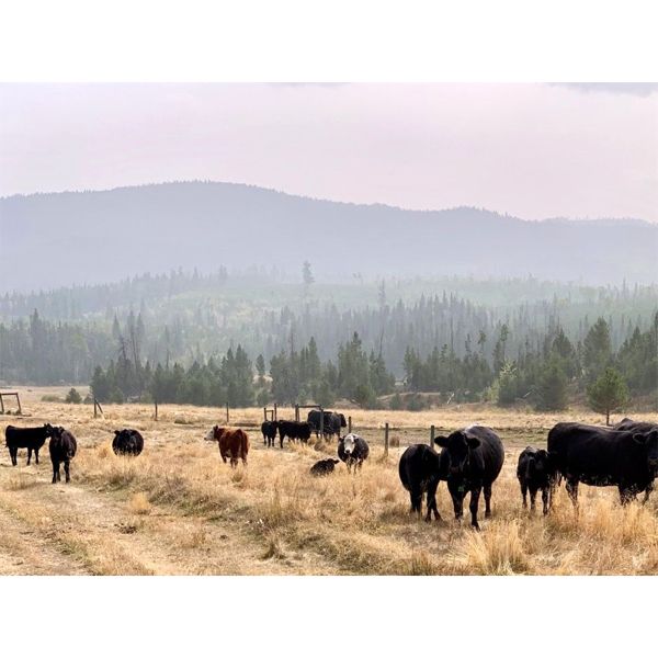 Blue Goose Cattle Co. - 650# Steer Calves - 95 Head (Ashcroft, BC)