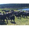 Image 2 : Blue Goose Cattle Co. - 650# Steer Calves - 95 Head (Ashcroft, BC)