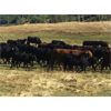 Image 3 : Blue Goose Cattle Co. - 650# Steer Calves - 95 Head (Ashcroft, BC)
