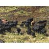 Image 4 : Blue Goose Cattle Co. - 650# Steer Calves - 95 Head (Ashcroft, BC)