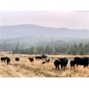 Image 1 : Blue Goose Cattle Co. - 600# Steer Calves - 200 Head (Ashcroft, BC)