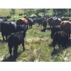 Image 2 : Blue Goose Cattle Co. - 650# Steer Calves - 95 Head (Loon Lake, BC)